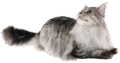 Mountain Maine Coons